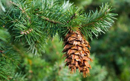 养花的花盆上的陶粒有什么作用，花盆里放的陶粒起什么作用（在盆底垫了一点“硬东西”）