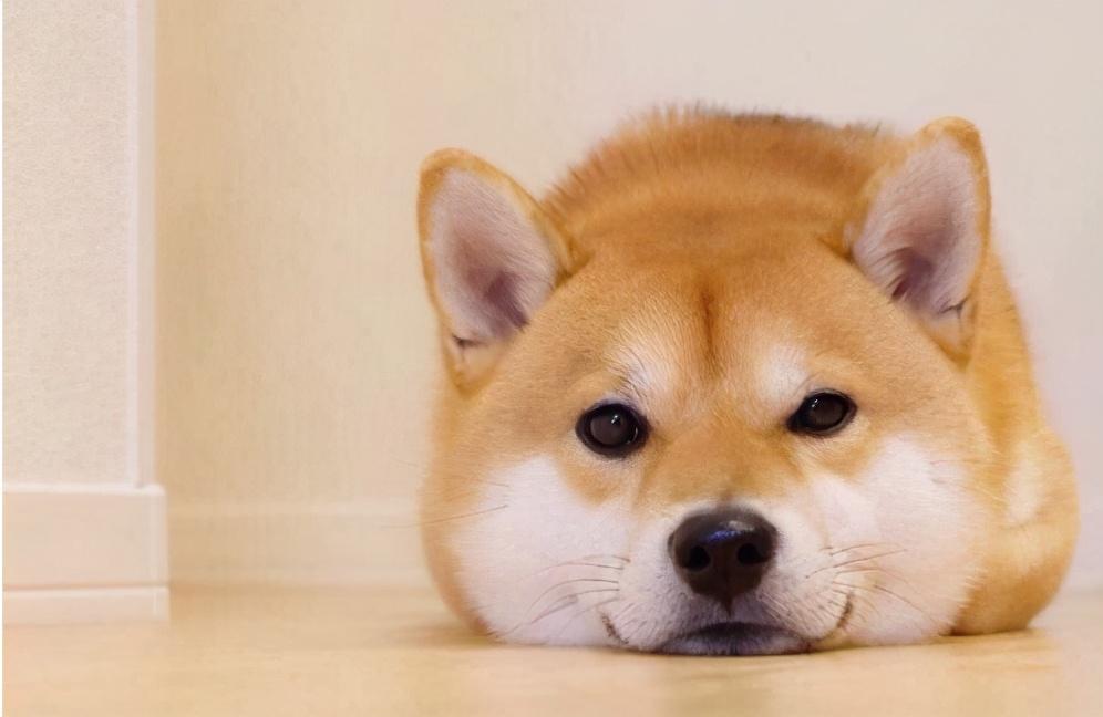 秋田和柴犬(日本国犬是柴犬还是秋田犬)