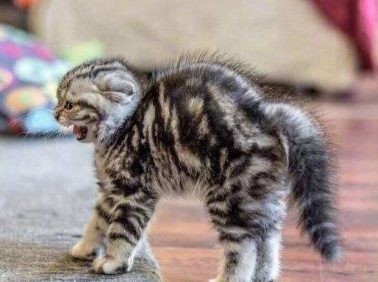 炸毛是什么意思,豚鼠炸毛是什么意思(猫咪受到惊吓会炸毛)