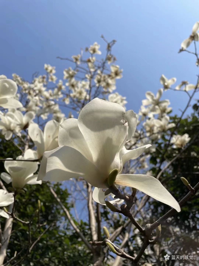 生日花是农历还是阳历，生辰花是按阴历还是阳历算的（很多人对公历农历不知道如何划分）