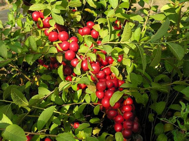 黑花生的功效与作用，黑花生的功效与作用及禁忌（现在农村种植什么最赚钱）