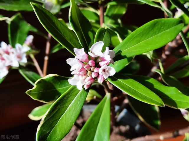 金边瑞香怎么养开花，金边瑞香怎么养开花好（“一多二勤”要牢记）