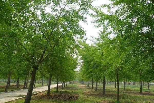 银杏树多少钱一棵，白果树市场价格（<3年、10年、20年、30年>）