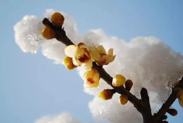 咏梅的古诗,写梅花的诗词名句(建议孩子们寒假晨读晚诵的30首咏梅诗词) 咏梅的古诗,写梅花的诗词名句(建议孩子们寒假晨读晚诵的30首咏梅诗词)