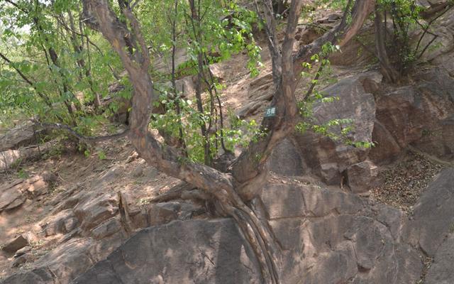 僧、尼、道共居一山修行  承德丰宁白云古洞景区，僧、尼、道共居一山修行（有一桥飞架两山之间的千年古刹）