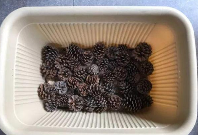 松塔的功效与作用，药用价值（可镇宅招财、提升档次）