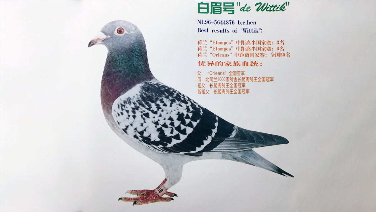 信鸽近亲配的最好案例（3）