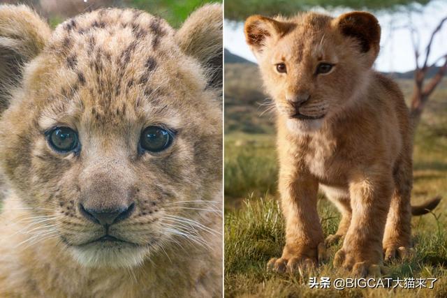 美轮美奂指什么动物，美轮美奂象征哪种动物（新版狮子王中的小辛巴原型竟是一只小母狮）