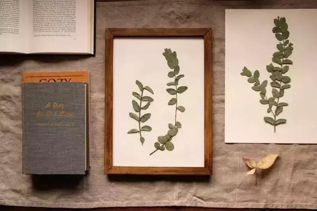 如何制作标本，如何栽种观音竹（那些好看、逼真的标本是如何制作的）