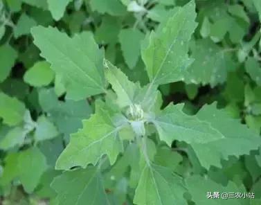 碱蓬菜的功效与作用，碱蓬的功效与作用（山野菜大全）