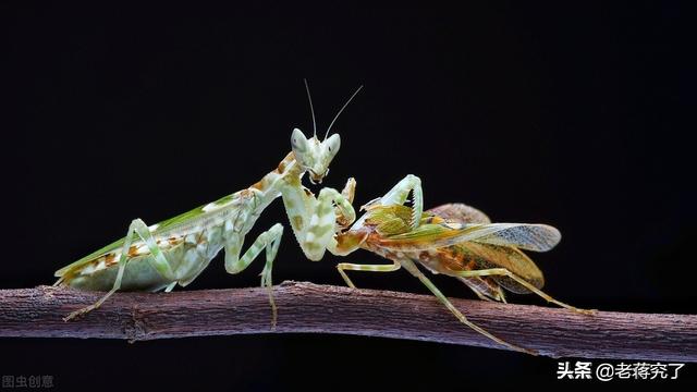 抓了一只螳螂怎么养，已经灭绝的螳螂（让他们在户外课堂里学到更多大自然的奥秘）