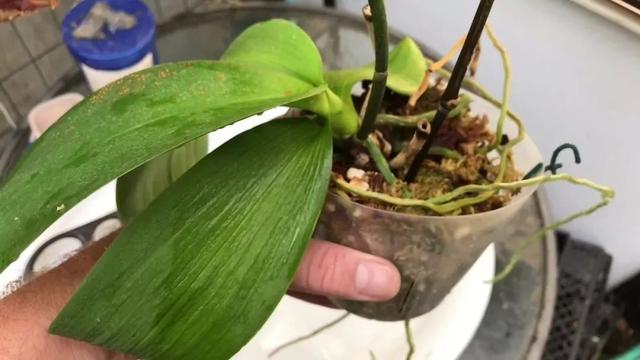 最简单蝴蝶兰家庭养法，在室内养着如何让它每年开花