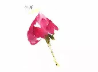 花蕾和花蕊有什么区别，花与花蕾的区别（花朵与花苞的处理）