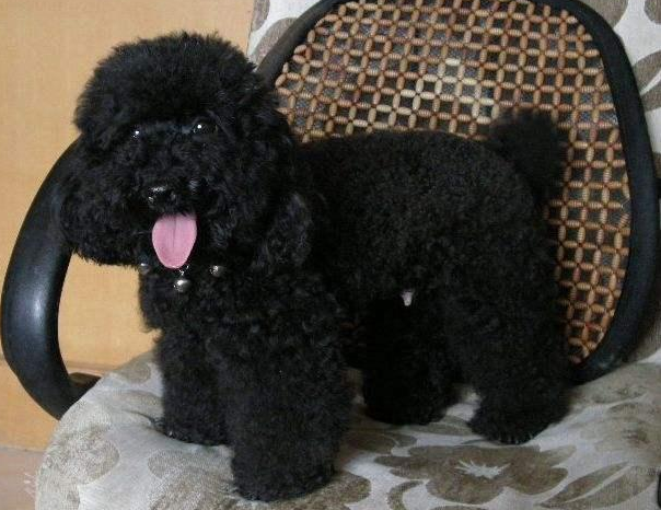 黑色贵宾犬(黑色贵宾犬图片欣赏)