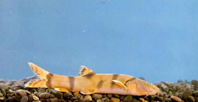 淡水观赏鱼种类，淡水观赏鱼的种类大全！（中国淡水观赏鱼图集<一>）