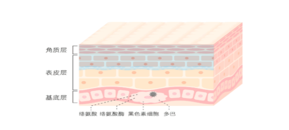 脸上的黑色素怎样才能代谢出来，怎样把脸上的黑色素代谢出来（你不知道的黑色素的天敌）