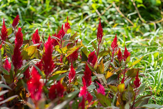 【鸡冠花种子】如何种植鸡冠花种子，鸡冠花种子怎么种植（1种花开花像个大鸡冠）