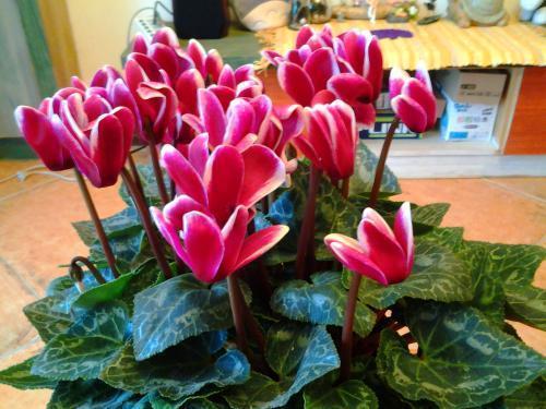 茶花（茶花树），能一直开到明年春天（茶花茶花树）