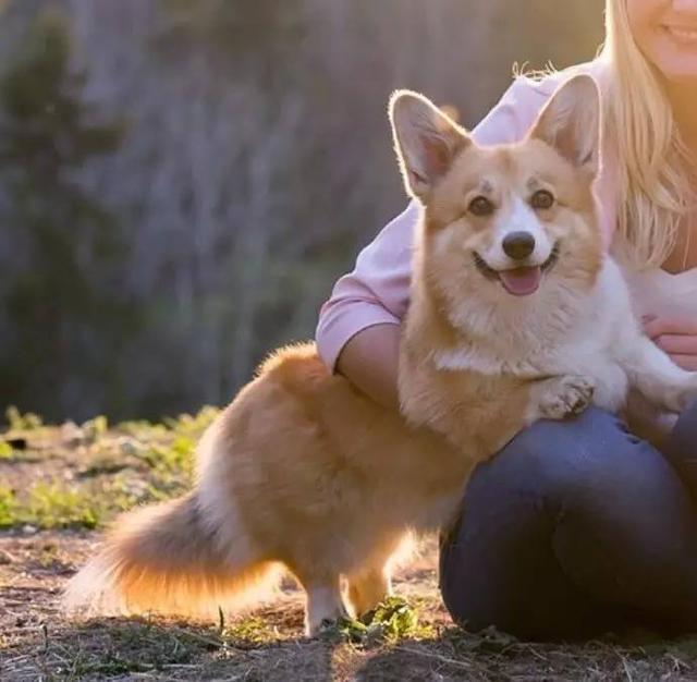 柯基为什么要断尾，柯基犬为什么要断尾（断尾不光影响狗狗平衡感）