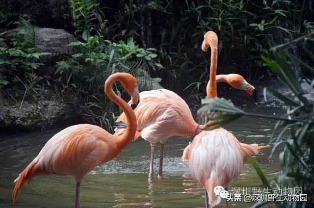 火烈鸟为什么是红色的，火烈鸟为什么是红色（火烈鸟身上的“十万个为什么”）