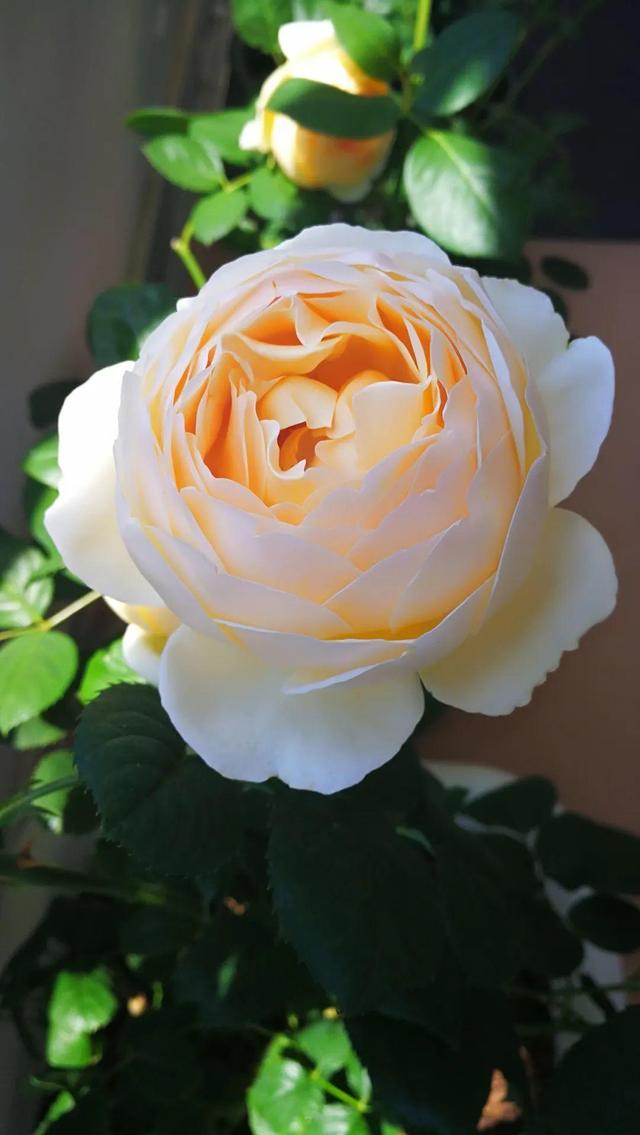 花色鲜艳又浓香的月季品种，浓香四溢的6款月季