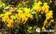 白牛胆的功效与作用，白牛胆的功效与作用禁忌（中药图片大全与功效）