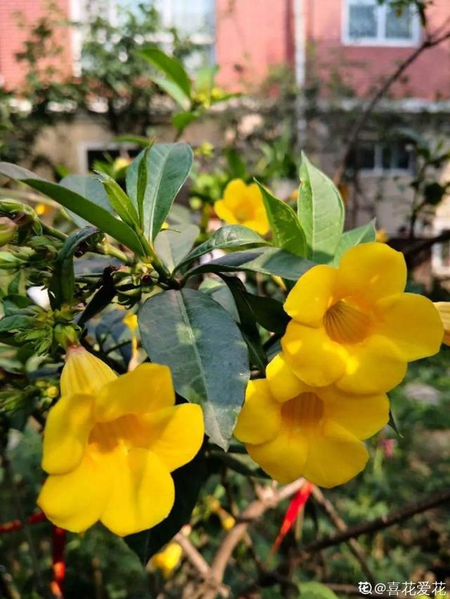 虎刺梅生虫怎么解决，虎刺梅长虫子怎么办（离太近都不好）