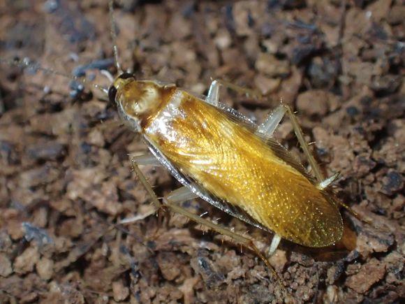 中华婪步甲怎么会在家里出现,中华婪步甲会在家里繁殖吗(净享生活,常