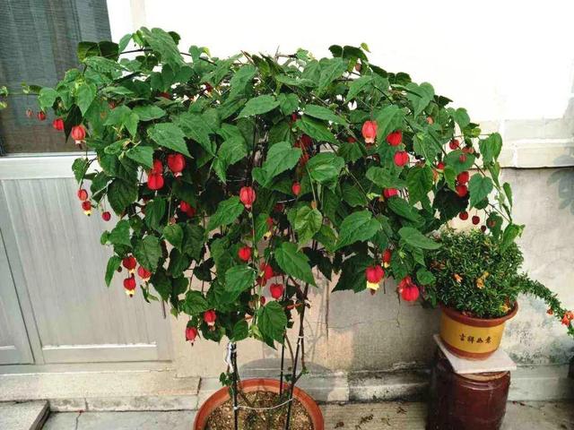 鸟尾花的繁育管理，鸟尾花 花期（30种耐阴花）