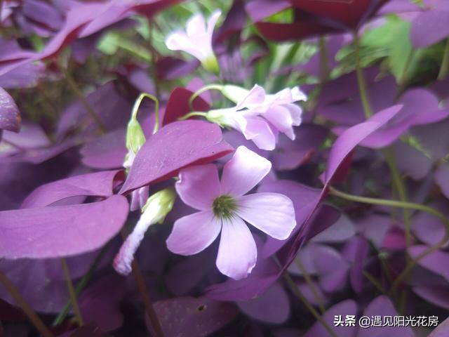 三角紫叶酢浆草，盆栽养护紫叶酢浆草（三角紫叶酢浆草的养殖方法和注意事项）