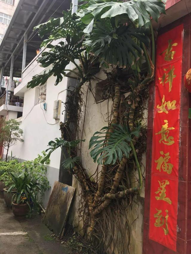 吊兰怎么养才能更旺盛，吊兰叶子尖发黄干枯什么原因（敲个鸡蛋埋土里）