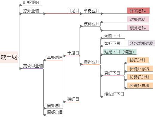 北极甜虾和普通虾的品种区别，如何鉴别对虾、罗氏虾、北极甜虾……一文解决“虾”认识