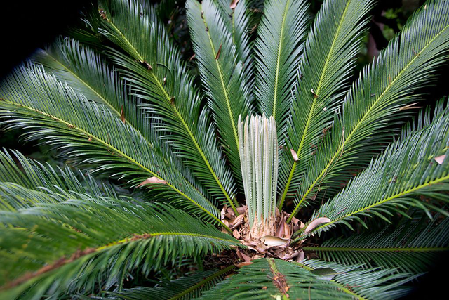 铁树果的功效与作用,铁树果的功效与作用 铁树果能吃吗(公园里掉满地