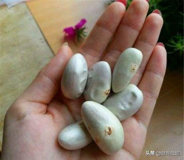 菠萝蜜种子怎么吃，菠萝蜜籽怎么吃（吃菠萝蜜留下“籽”）