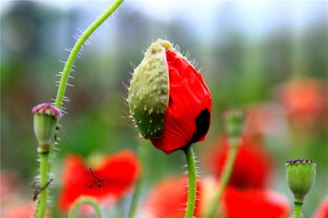罂粟有几个品种，罂粟有观赏品种吗（罂粟和虞美人差别怎么这么大）
