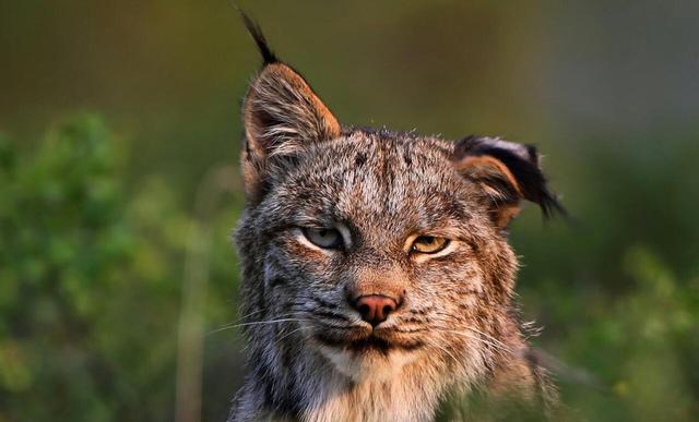森林里有什么动物，生活在森林里的动物有哪些（就算是狼见了，都要叫“大哥”）