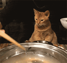 猫吃了韭菜怎么补救，猫不小心吃了韭菜会怎么样（这20种食物对猫有害）