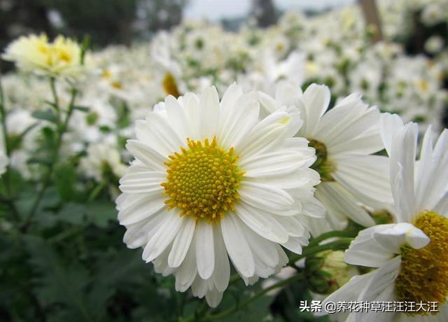 最好的天然染发剂，最好的天然染发剂排名（这种花是天然的“染发剂”）