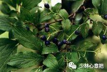 白牛胆的功效与作用，白牛胆的功效与作用禁忌（中药图片大全与功效）