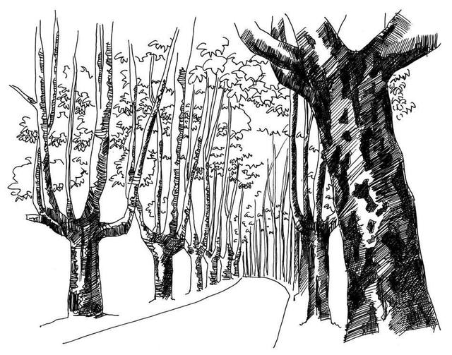 小树简笔画怎么画，小树的简笔画怎么画（教你三种常见树木画法）