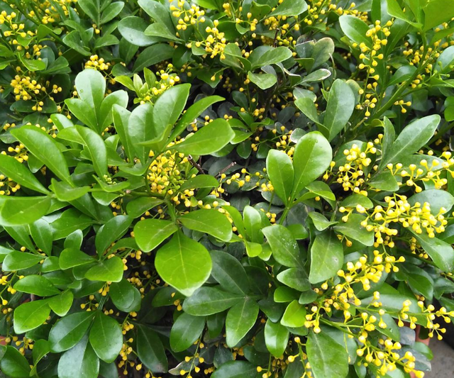 米兰花的养殖，满屋飘着淡淡的幽香（米兰花的养殖方法和注意事项冬季）