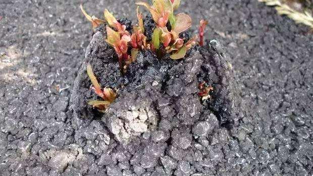 野生虎杖根全图，虎杖根是什么样子（房前屋后看见这草）