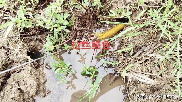 望月鳝和黄鳝的区别图片，黄鳝和望月鳝如何鉴别（只不过是缺氧了冒个头而已）