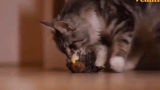 怎样防止母猫转移小猫，怎么阻止母猫叼走小猫（如何正确阻止猫咪干扰工作）