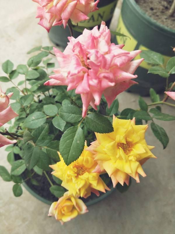 月季花是什么颜色的，月季花一般都是什么颜色（家里客厅摆这几种月季）