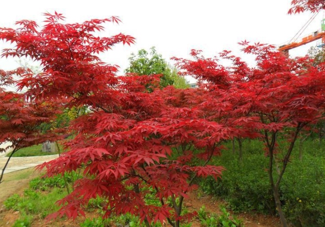 红枫的养殖方法和注意事项，庭院花园设计的效果图（红枫的种类与养殖方法）