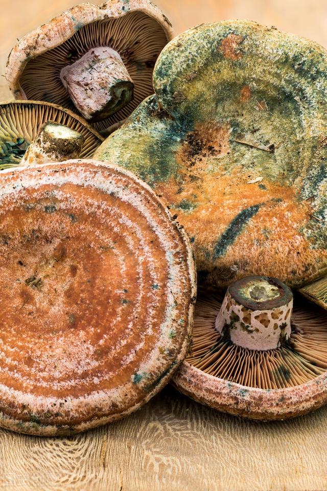 松树菇的功效与作用，松树菇的功效与作用是什么（江西丘陵山区的清明菇）