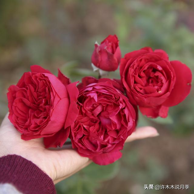 月季常见病虫害及防治方法，月季的病虫害防治（十二种月季常见病害防治教程）