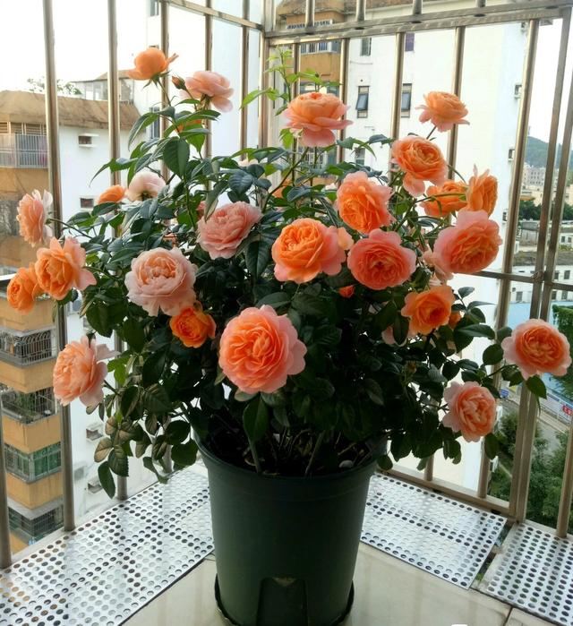 家里为什么不能养荷花，家里荷花挂在什么方位好（9种“名花”富贵吉利）