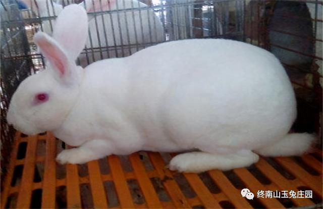 宠物兔有什么品种，宠物兔有什么品种温顺（常见兔子品种及图片）